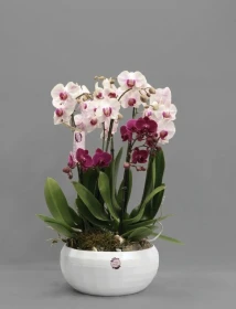 product card image