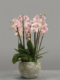 product card image