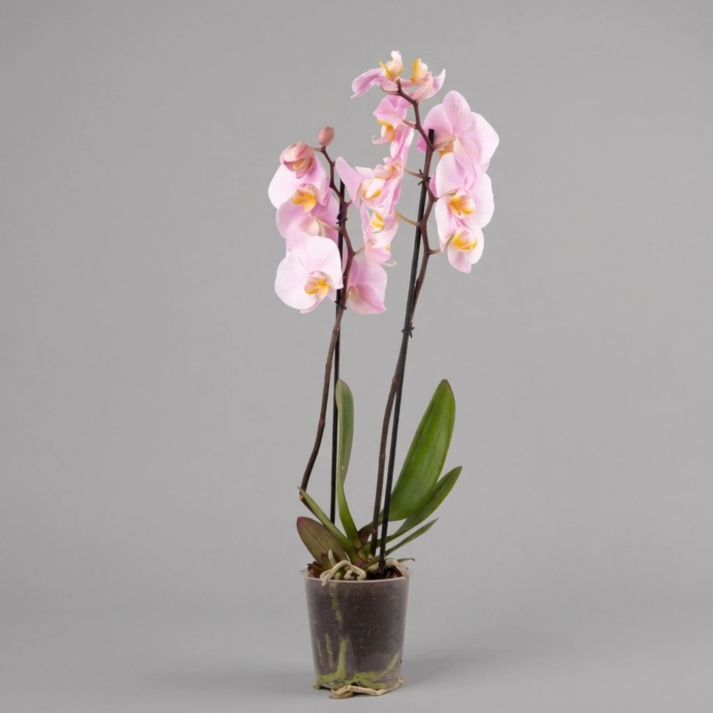 product card image