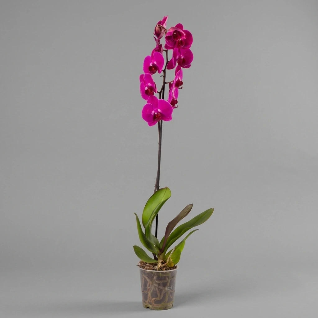 product card image