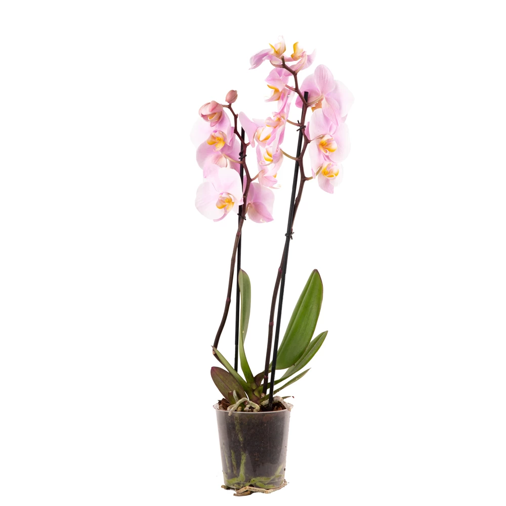 product card image