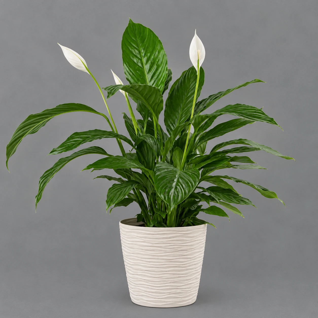 product card image