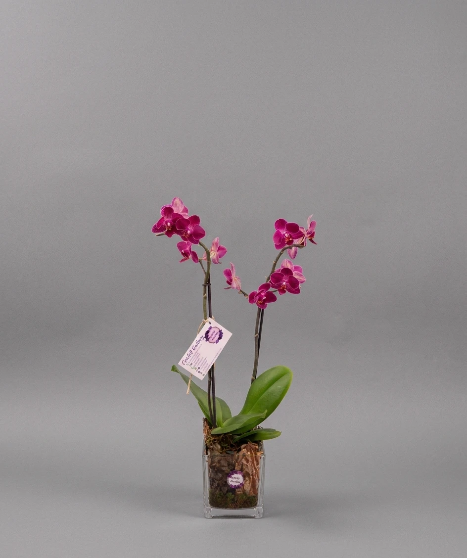 product card image