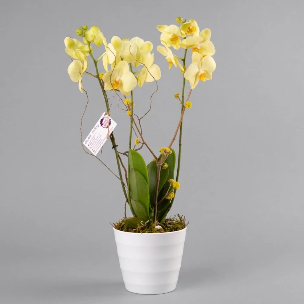product card image
