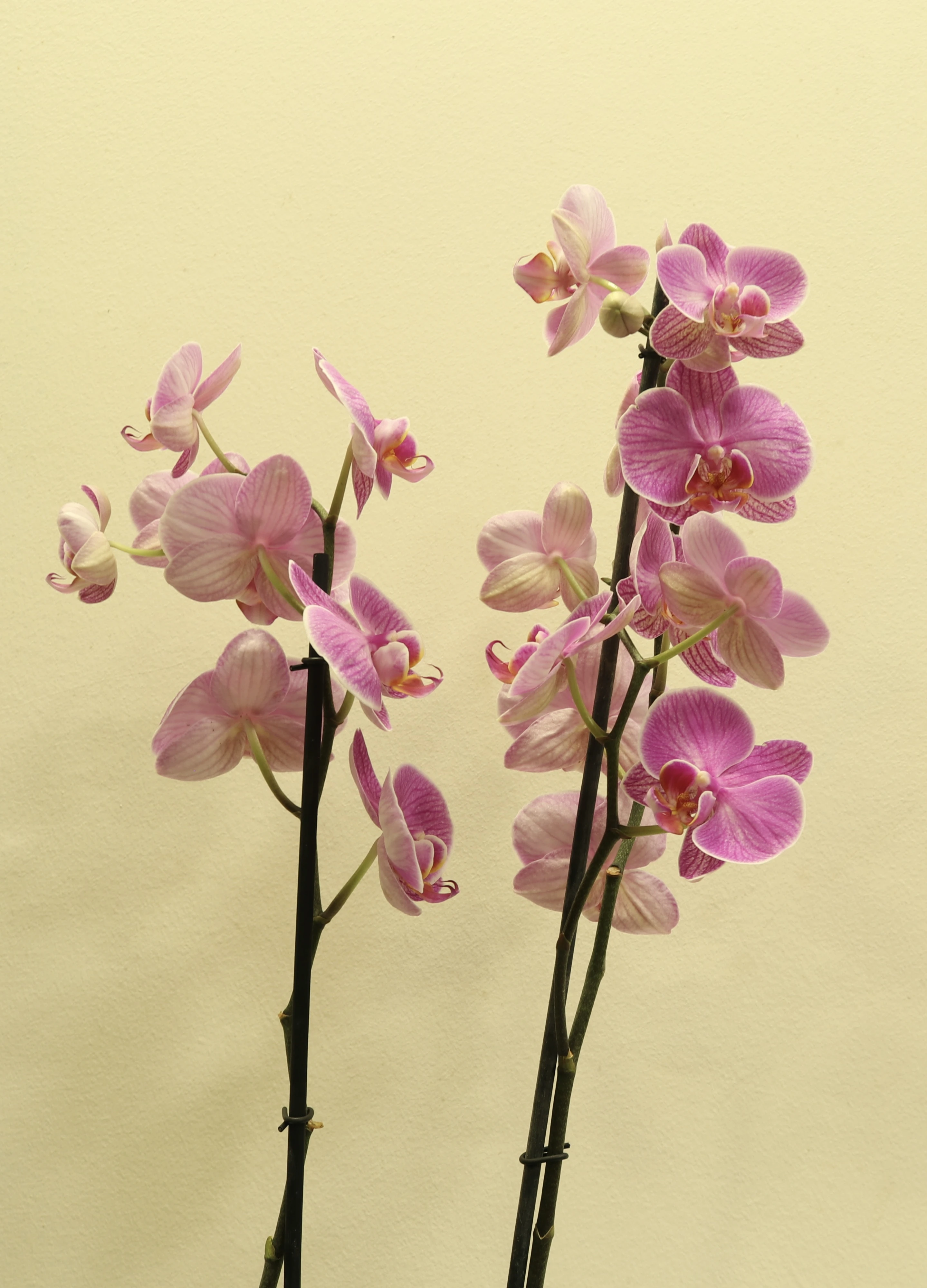 product card image