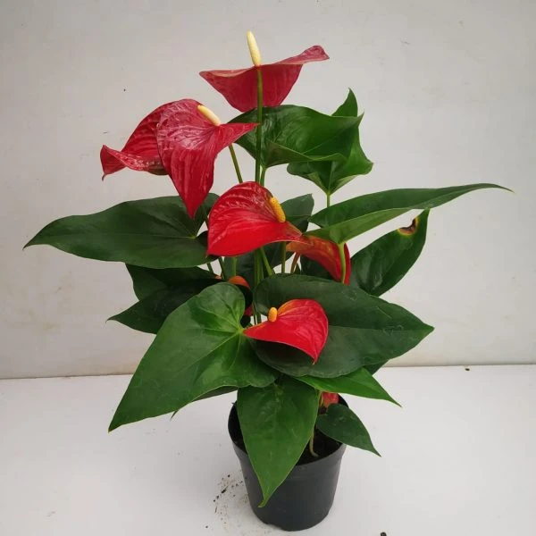 product card image