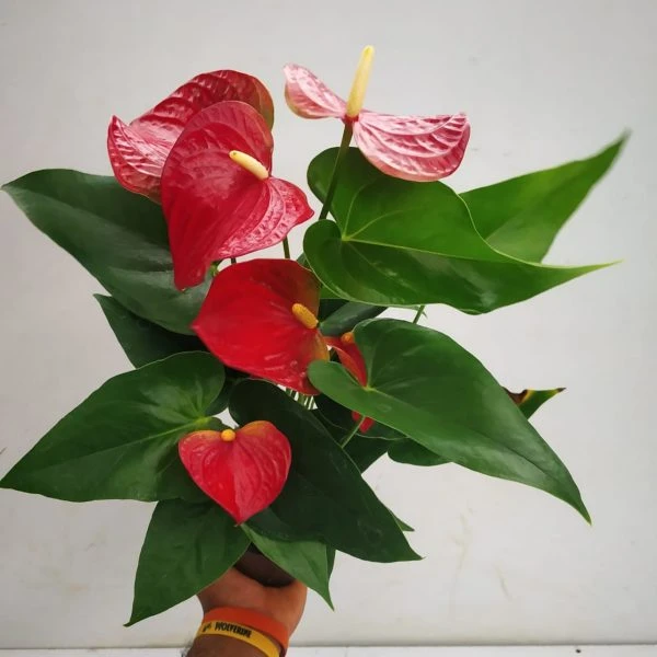 product card image