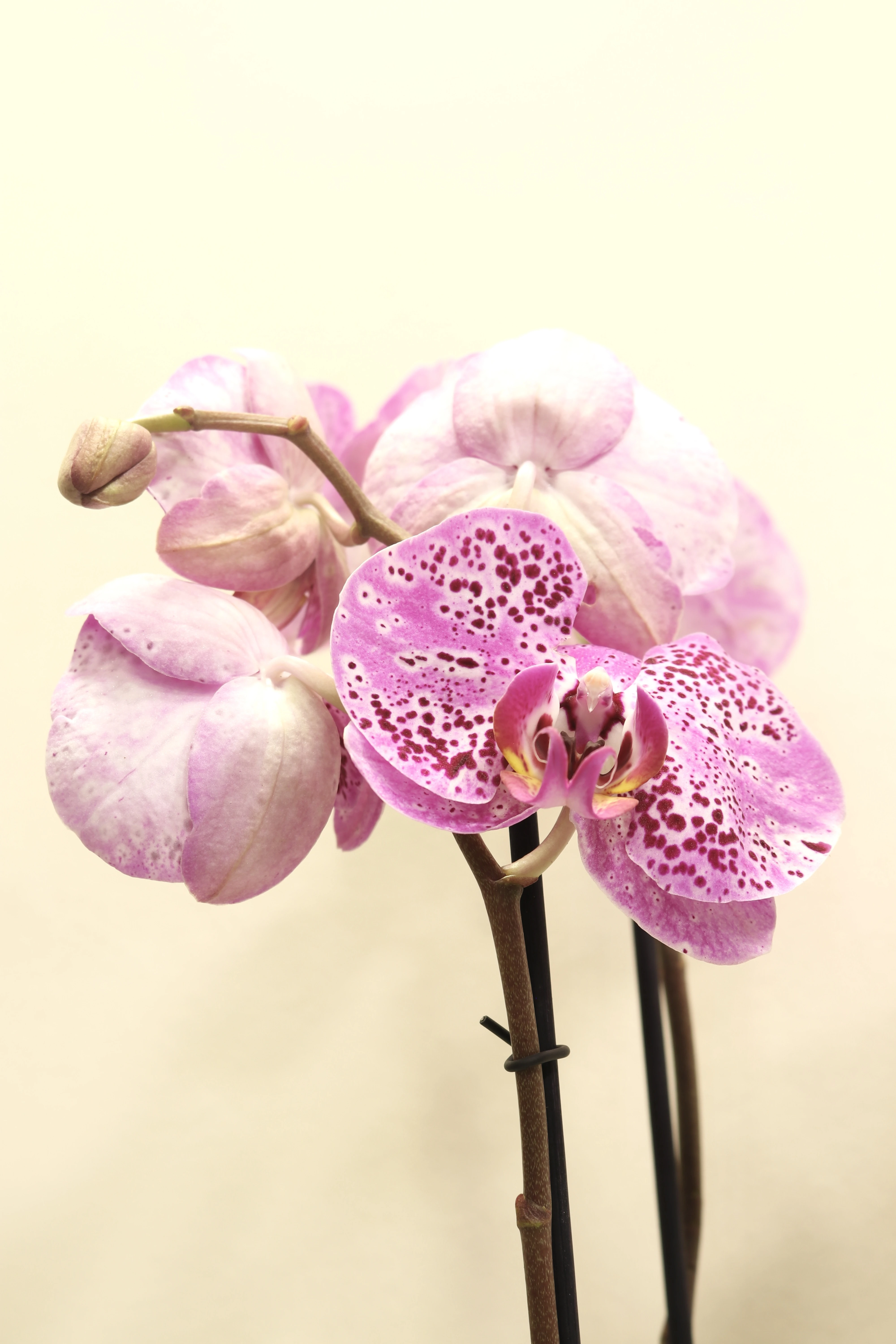 product card image