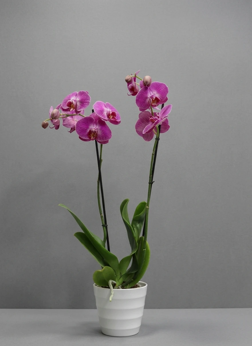 product card image