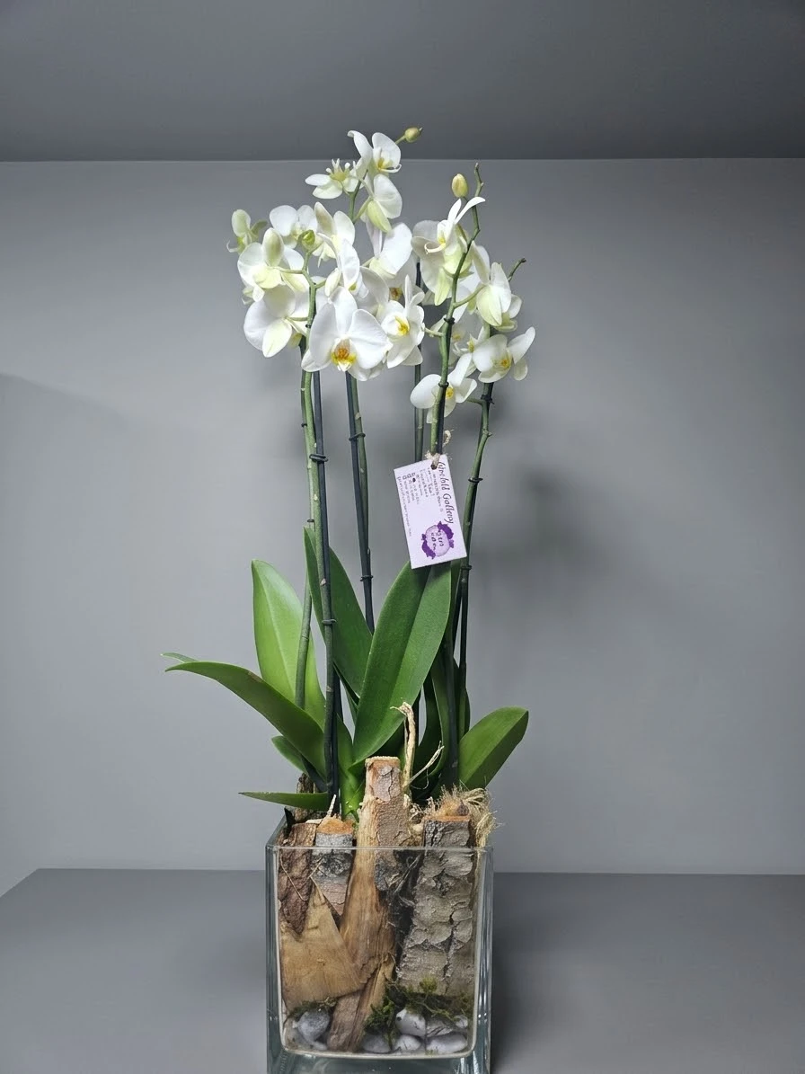 product card image