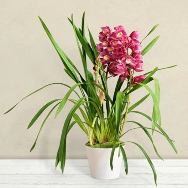 product card image