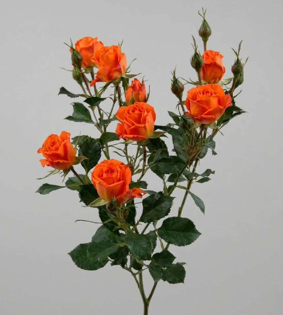 product card image