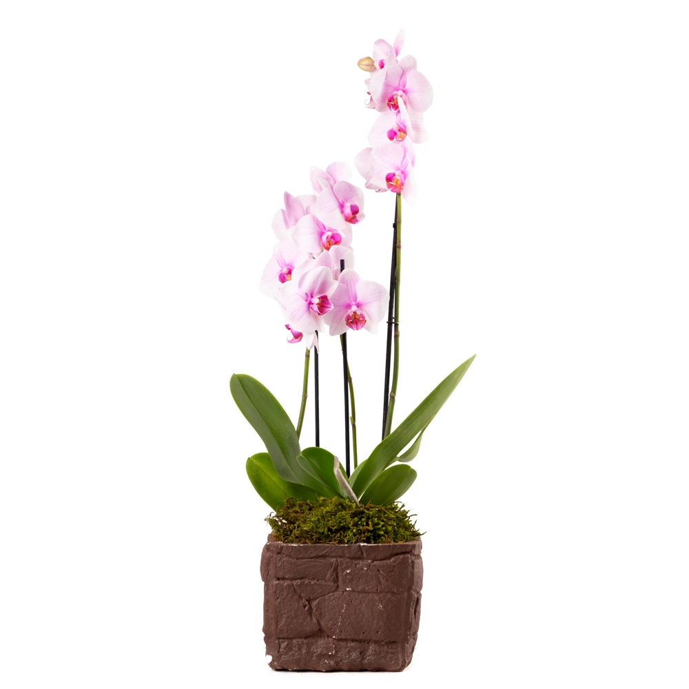 product card image
