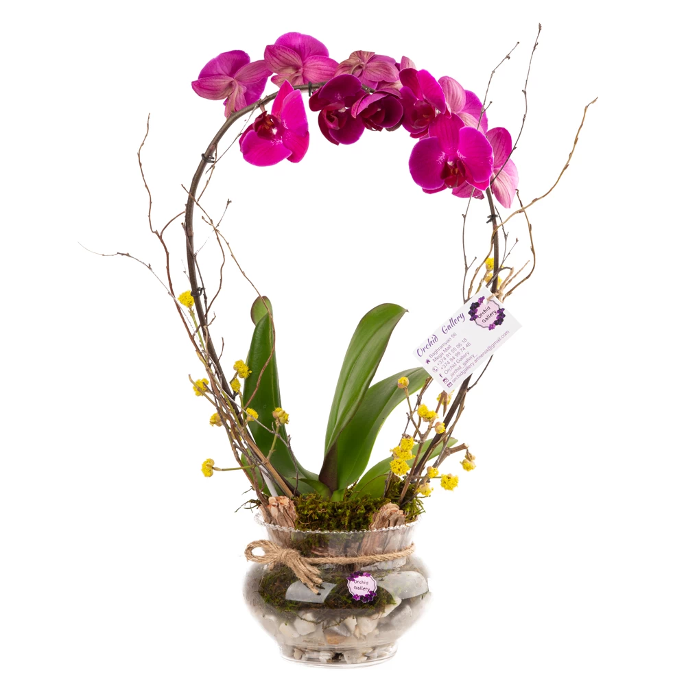 product card image