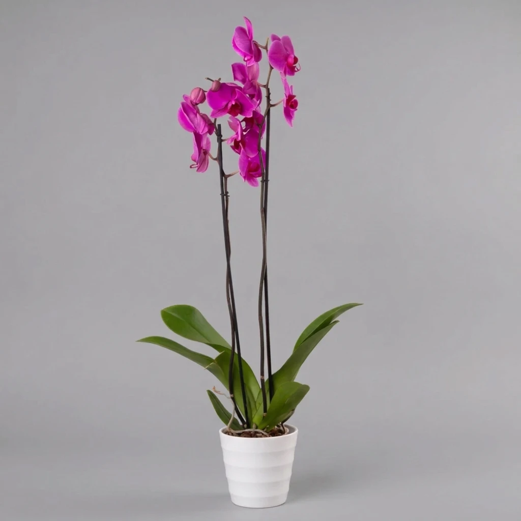 product card image