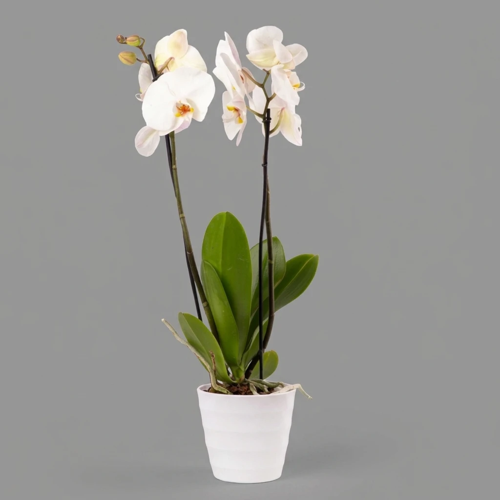 product card image