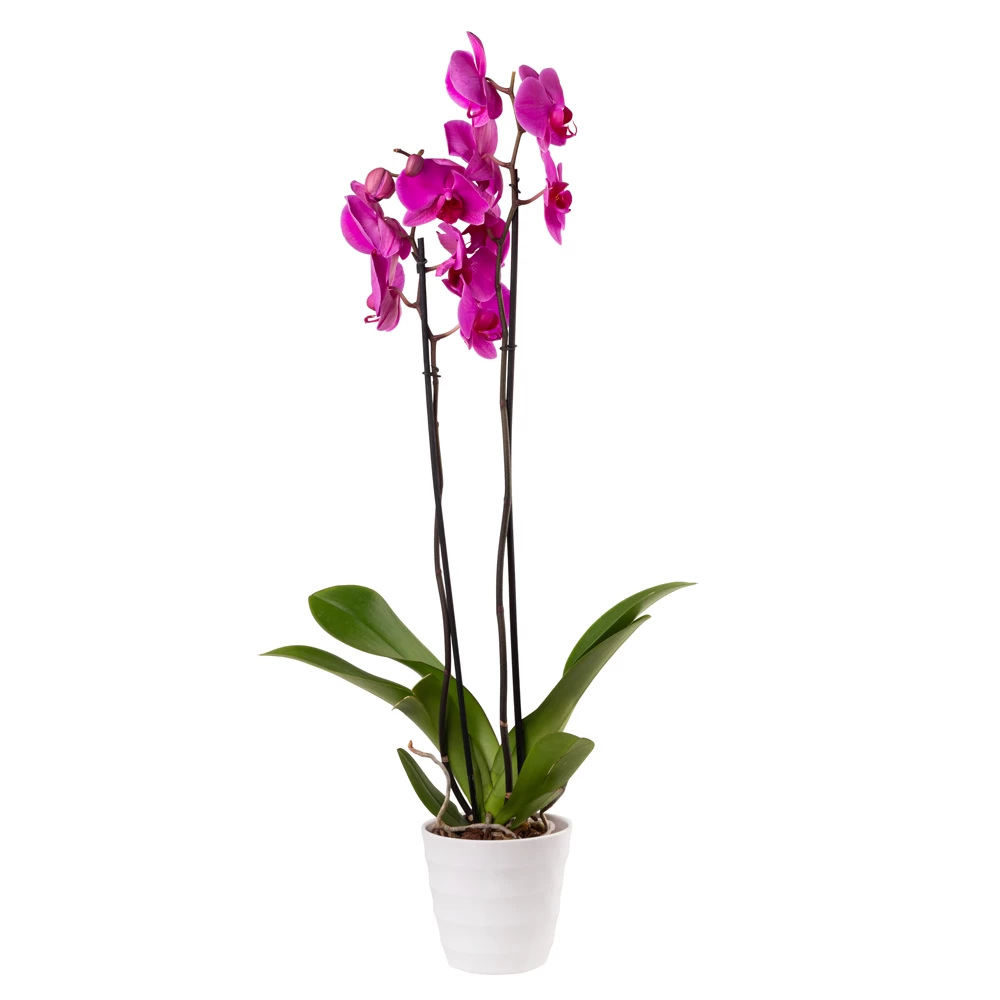 product card image