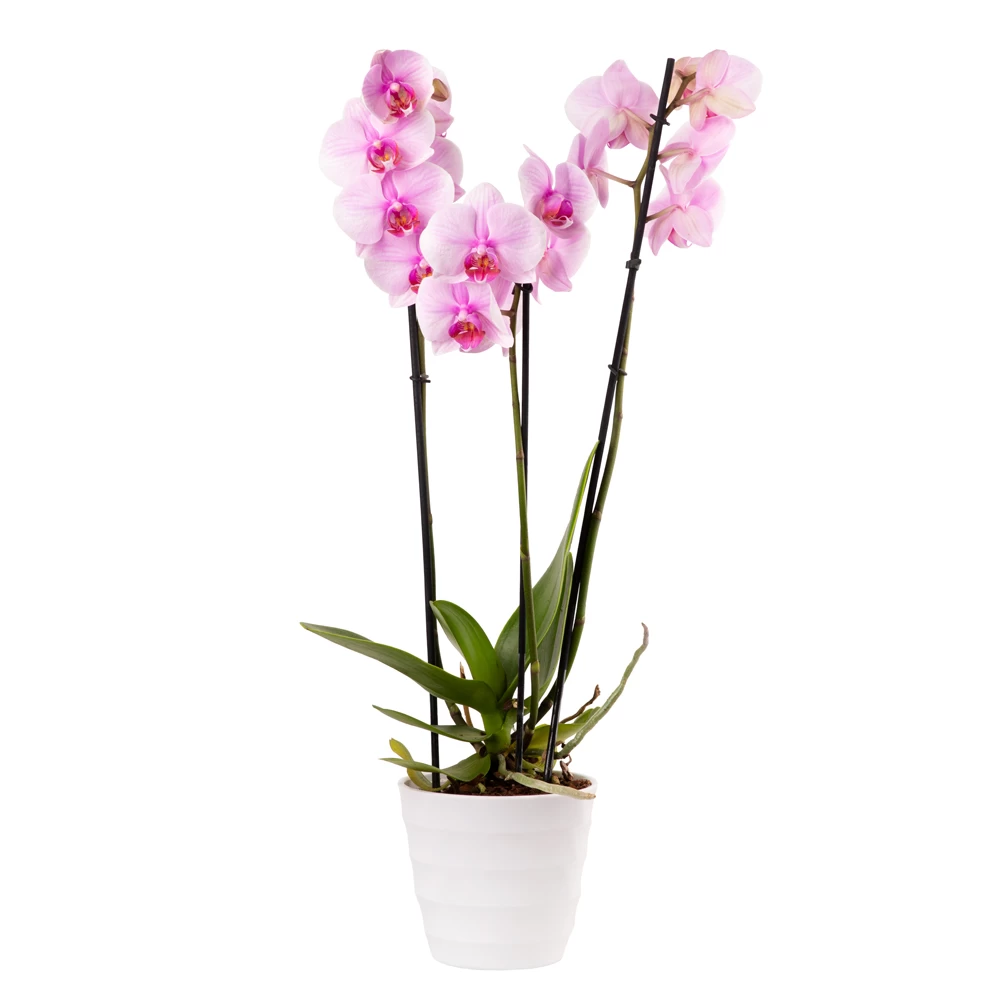 product card image