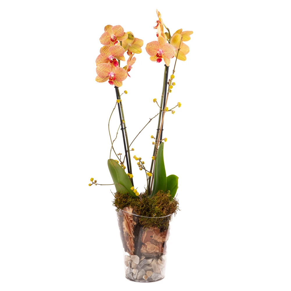 product card image