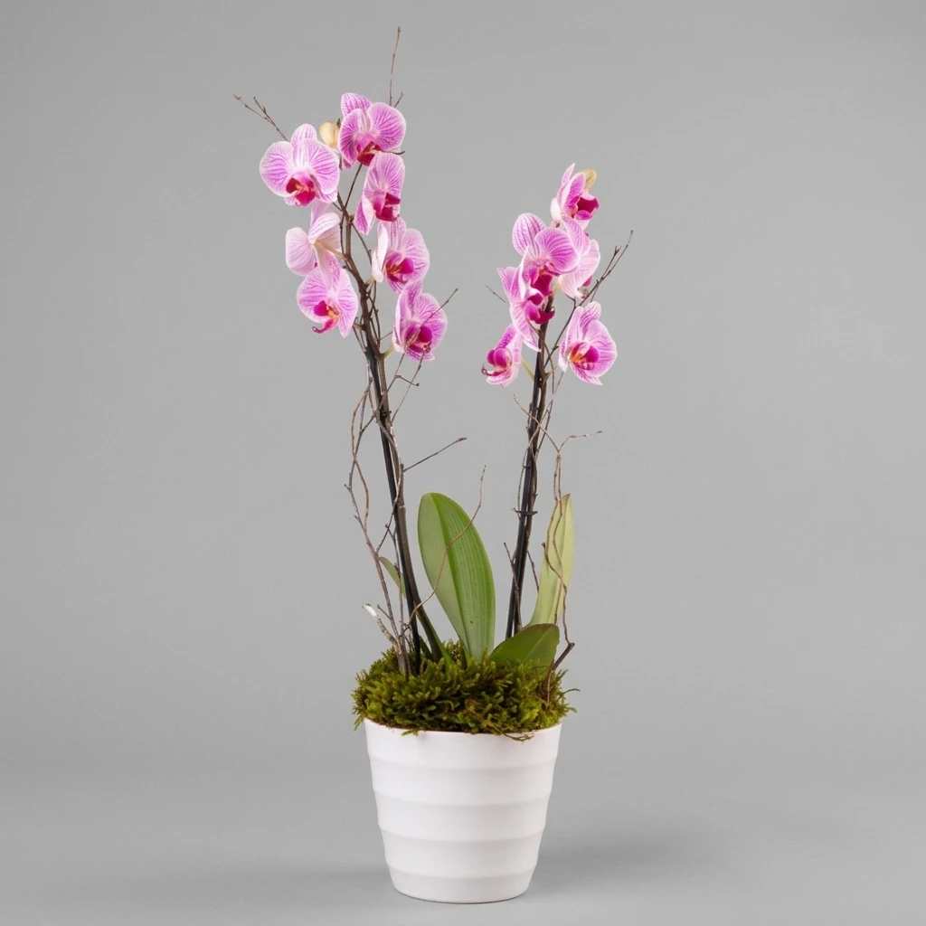 product card image