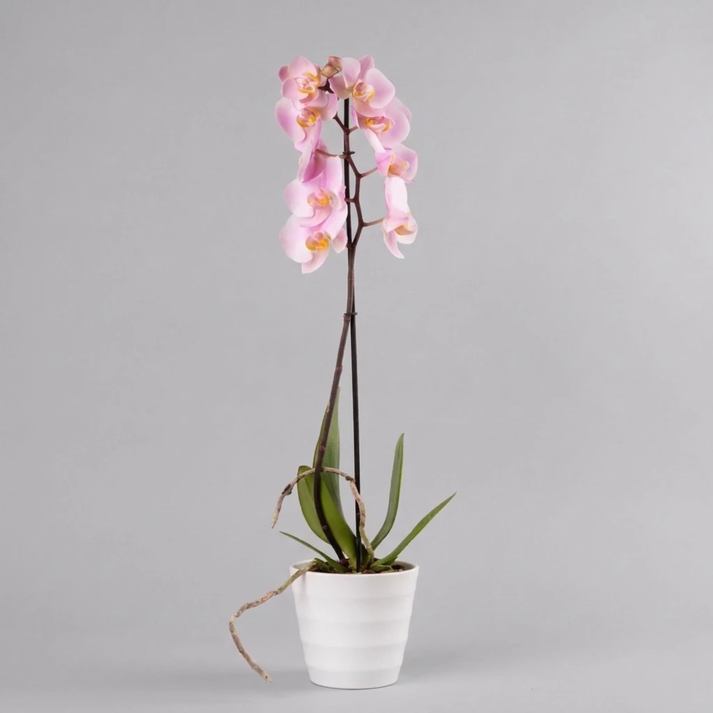 product card image