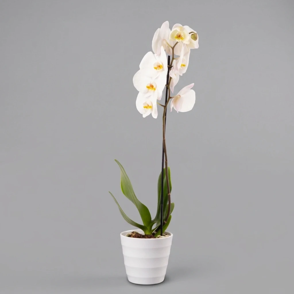 product card image